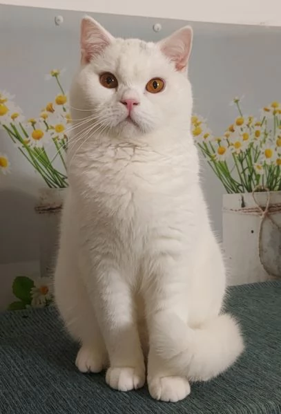 British Shorthair Memo  | Foto 1