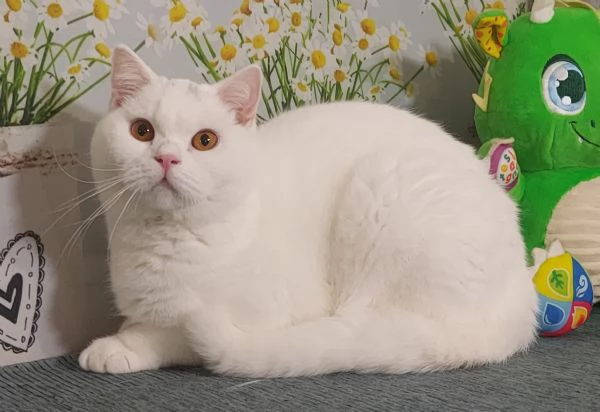 British Shorthair Memo  | Foto 0