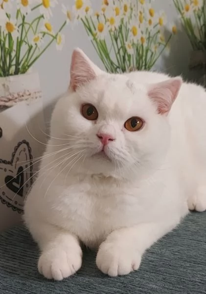 British Shorthair Memo 