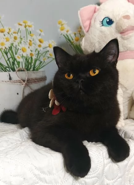 British Shorthair Lori  | Foto 3