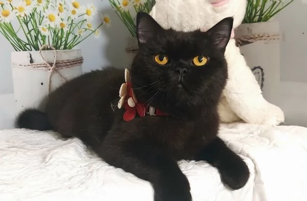 British Shorthair Lori  | Foto 0