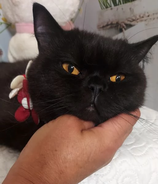 British Shorthair Lori 