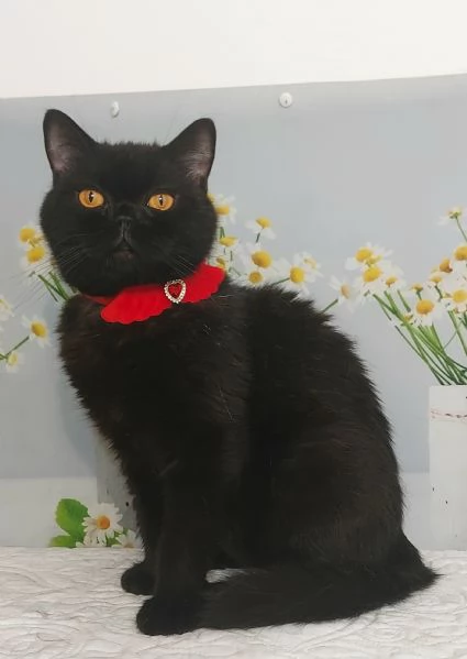 British Shorthair Gloria  | Foto 5