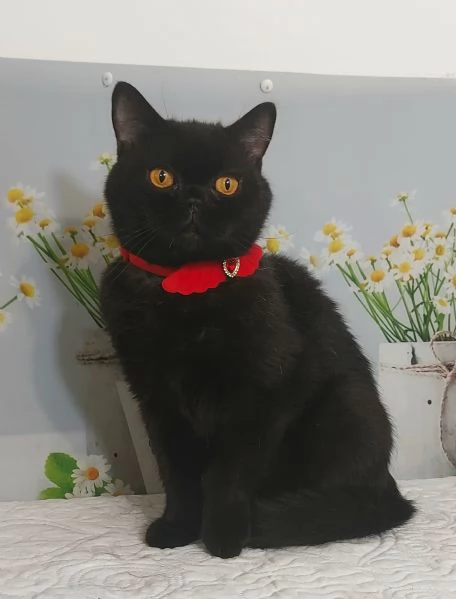 British Shorthair Gloria  | Foto 4
