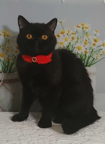 British Shorthair Gloria  | Foto 3