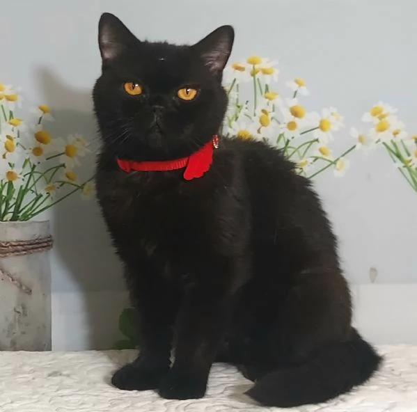 British Shorthair Gloria  | Foto 1
