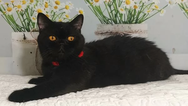 British Shorthair Gloria  | Foto 0