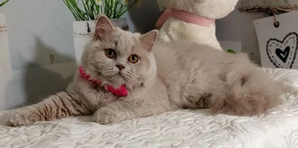British Longhair Femmina 