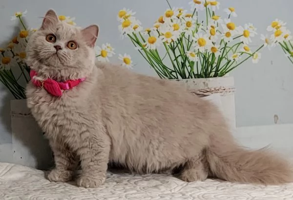 British Longhair Femmina  | Foto 0