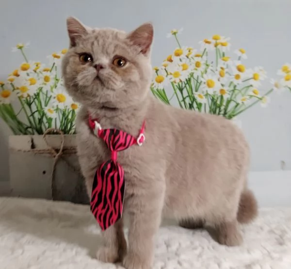 British Shorthair Kuma maschio  | Foto 5