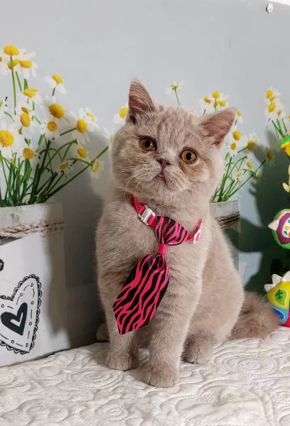 British Shorthair Kuma maschio  | Foto 4