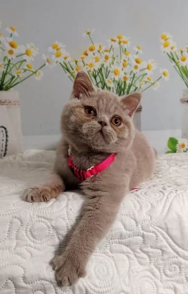 British Shorthair Kuma maschio  | Foto 3