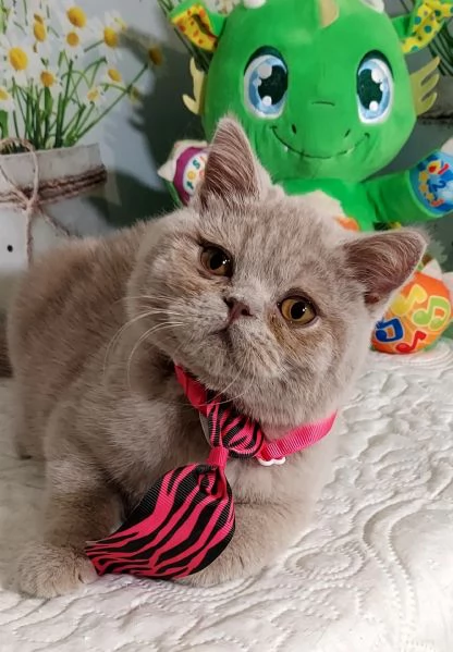 British Shorthair Kuma maschio  | Foto 2
