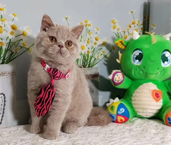 British Shorthair Kuma maschio  | Foto 1