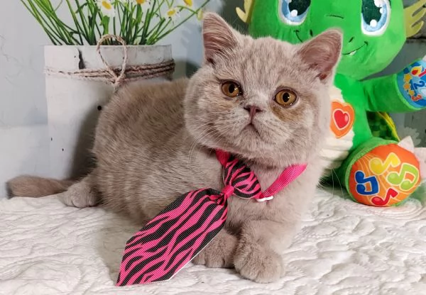 British Shorthair Kuma maschio 