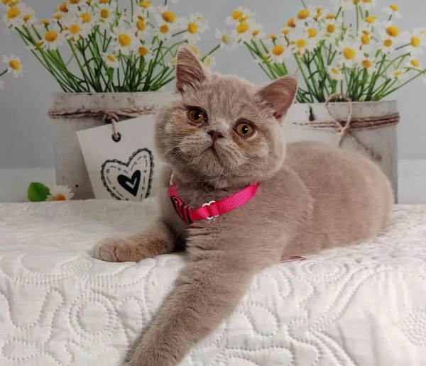 British Shorthair Kuma maschio  | Foto 0