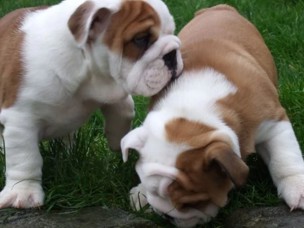 regalo bulldog inglese cuccioli disponibili,.,.,.,.,