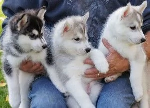 cuccioli e adulti di siberian husky registrati akc