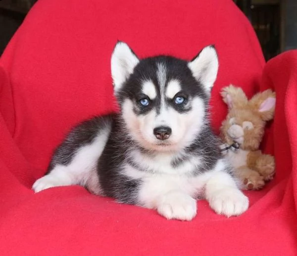 disponibili cuccioli di razza siberian husky