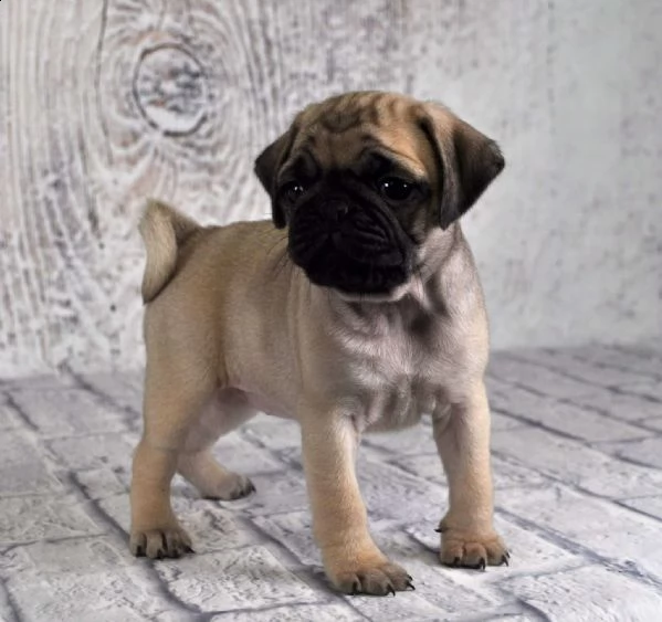 cuccioli di carlino fulvo