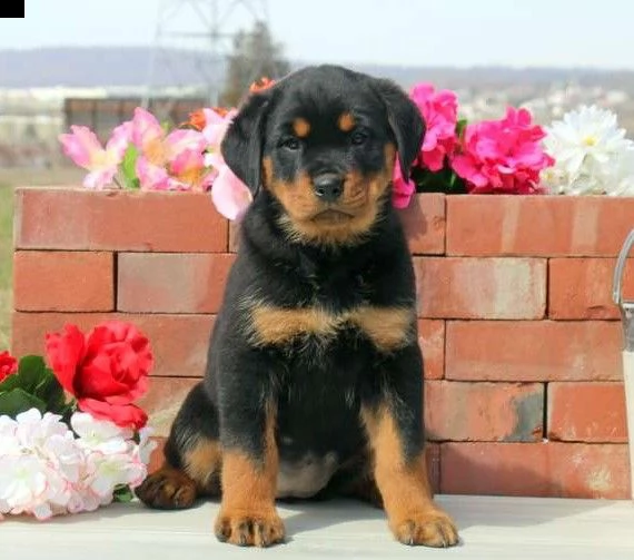 disponibili cuccioli di rottweiler