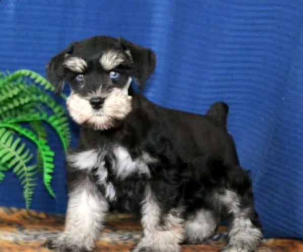schnauzer nani neri cuccioli