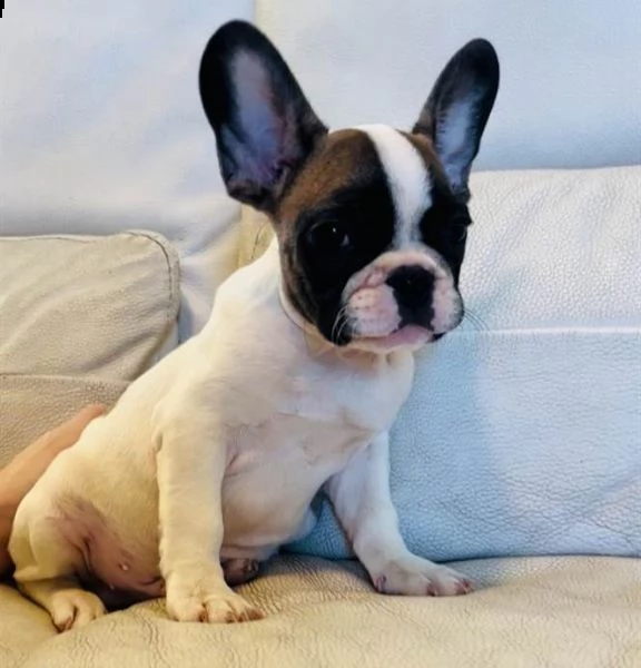 disponibili 4 cuccioli di bulldog francese