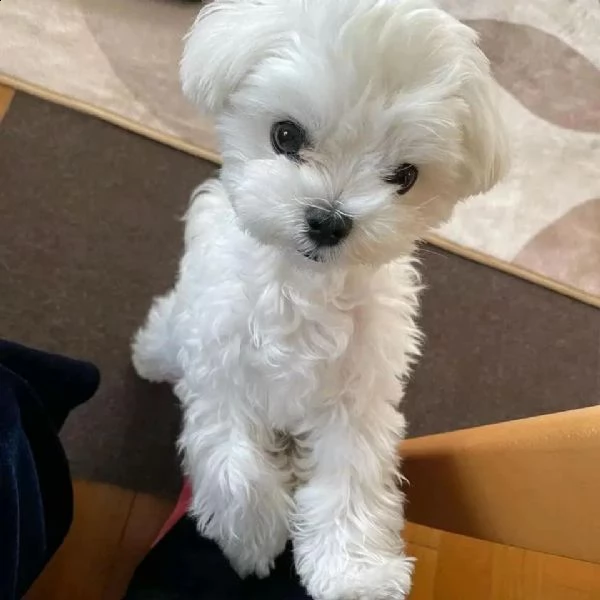 regalo  maltese mini toy | Foto 0
