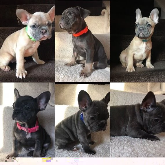 regalo cuccioli di bulldog francese 