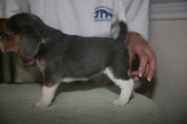 cuccioli di beagle | Foto 0