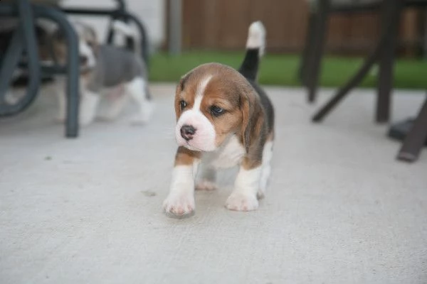 cuccioli di beagle