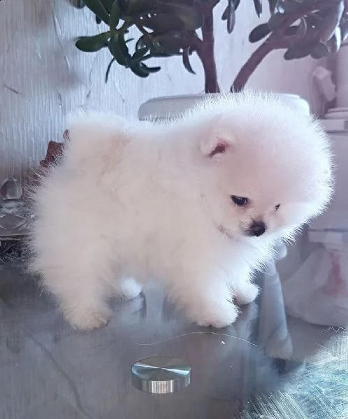 cuccioli volpino di pomerania | Foto 0