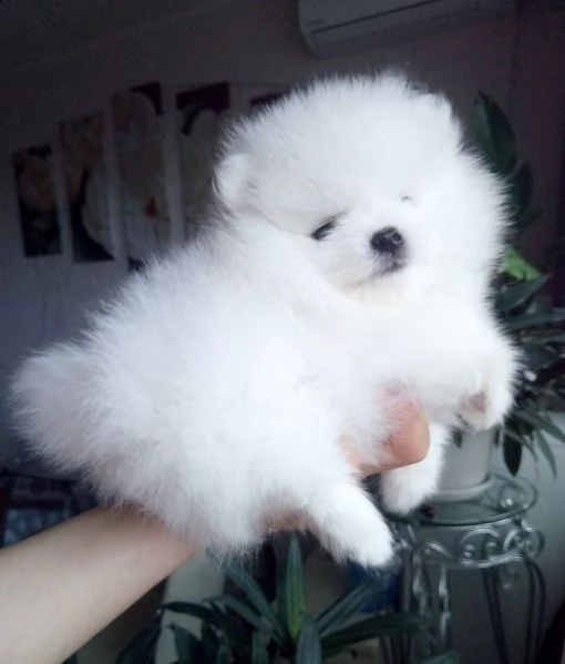 cuccioli volpino di pomerania