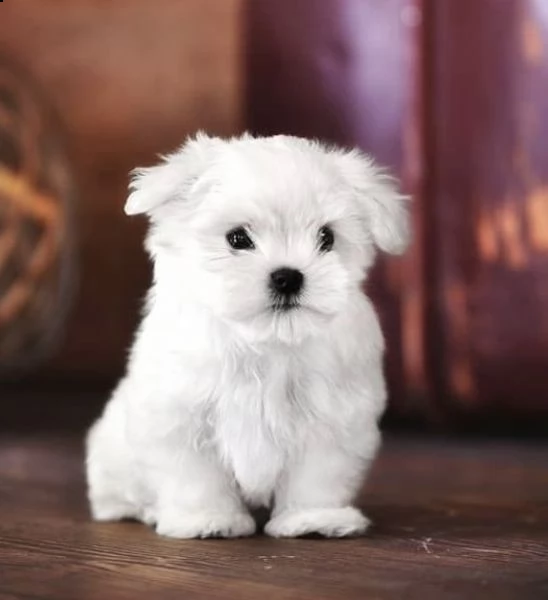 regalo  maltese mini toy