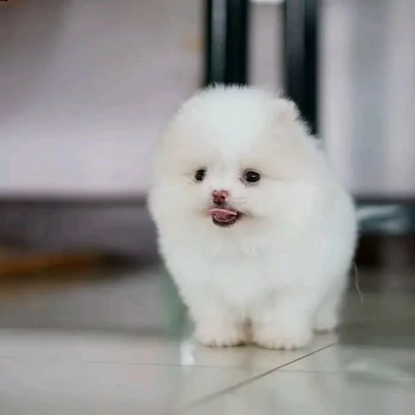 regalo  volpino pomerania mini toy 