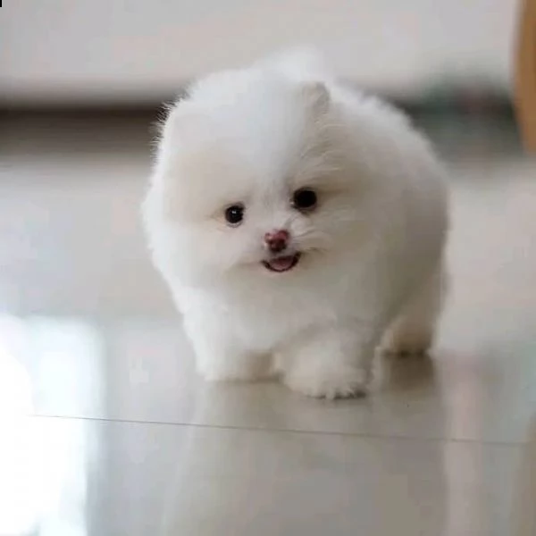 regalo  volpino pomerania mini toy  | Foto 0