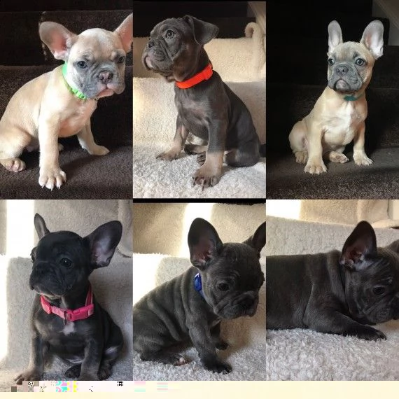 regalo cuccioli di bulldog francese 