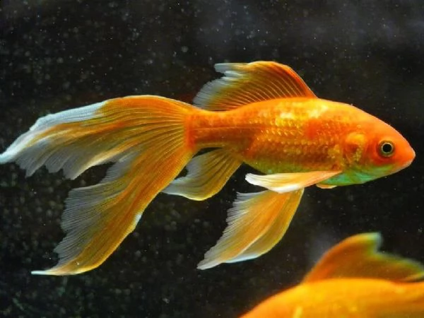 6 pesci rossi, nero, rosso bianco, giallo | Foto 2