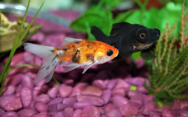 6 pesci rossi, nero, rosso bianco, giallo | Foto 0