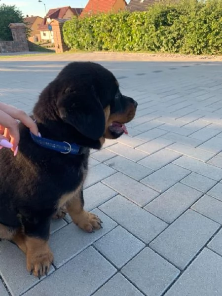 disponibili cuccioli di rottweiler | Foto 2