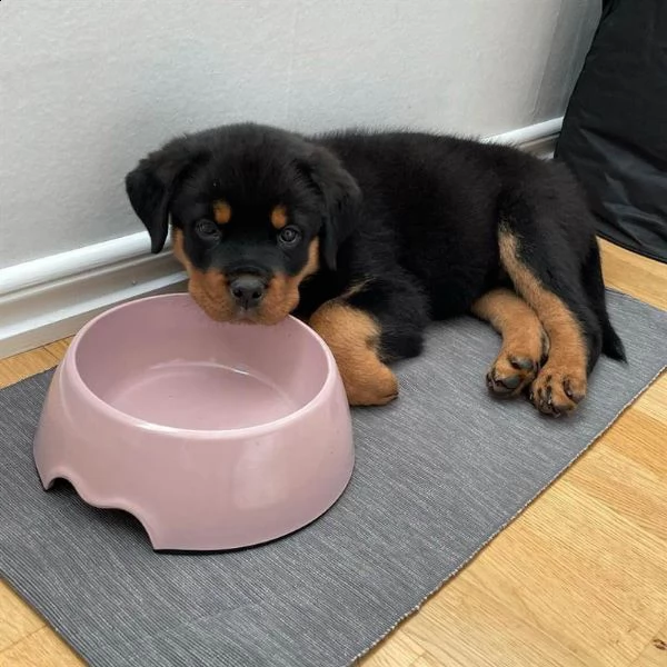 disponibili cuccioli di rottweiler | Foto 1