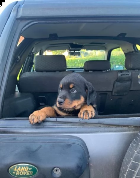 disponibili cuccioli di rottweiler | Foto 0