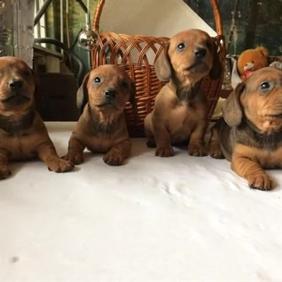 bassotto nano cuccioli | Foto 0