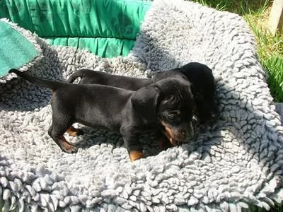 bassotto nano cuccioli