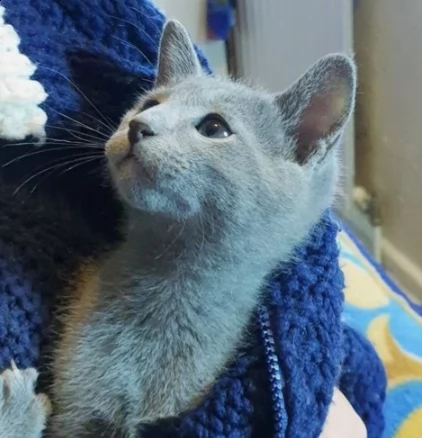 cucciolo gattino blue di russia