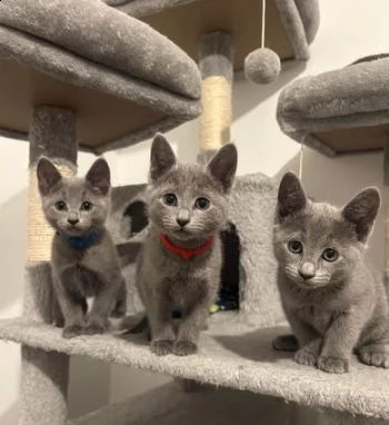 blu di russia gattini