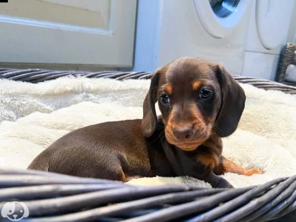 cuccioli di bassotto tedesco in miniatura | Foto 0