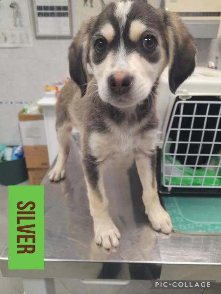 dolce cucciolo taglia media piccola 