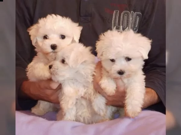 disponibili cuccioli maltesi toy( 3 ) | Foto 2