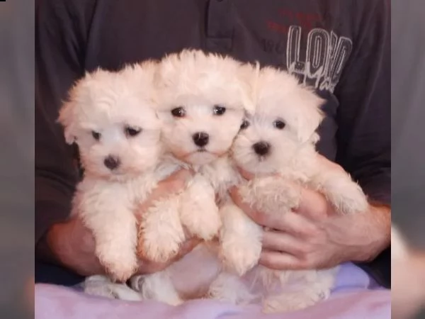 disponibili cuccioli maltesi toy( 3 )